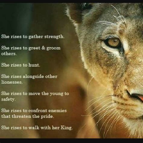 lioness quotes|115 Best Lioness Quotes (with Commentary)